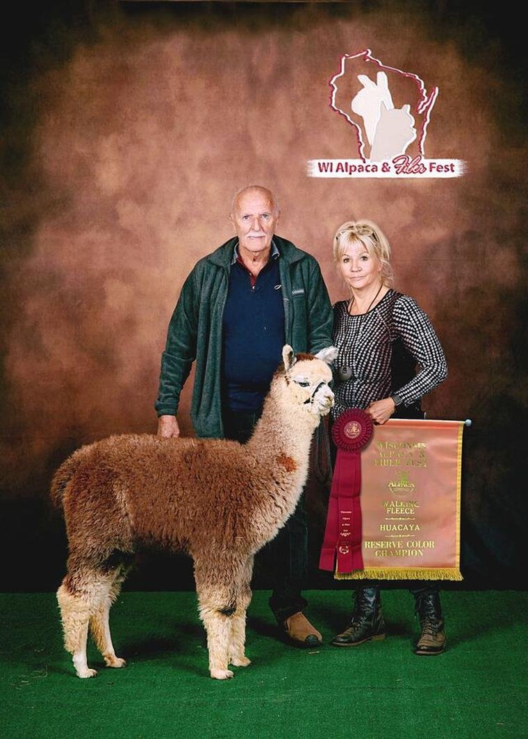 Reserve Color Champion at WI Alpaca & Fiber Fest