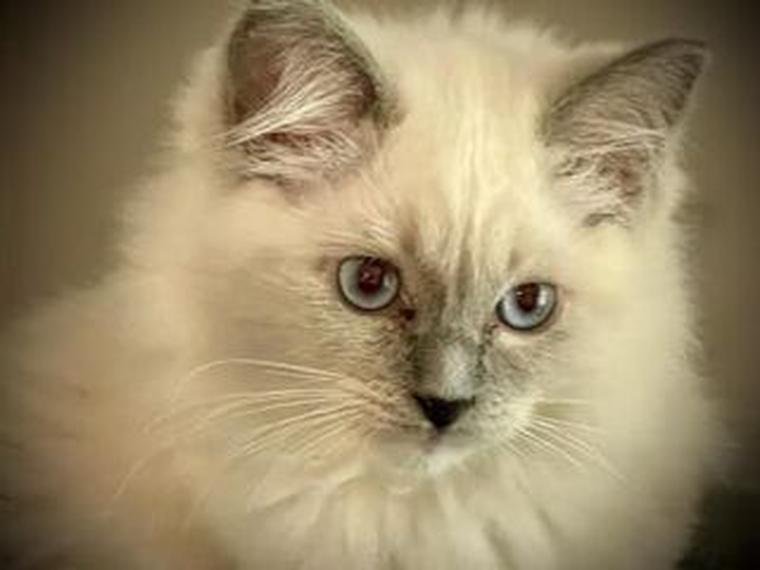 A Georgia Ragdolls kitten