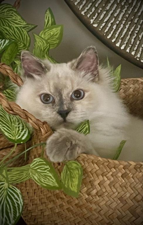 Anya